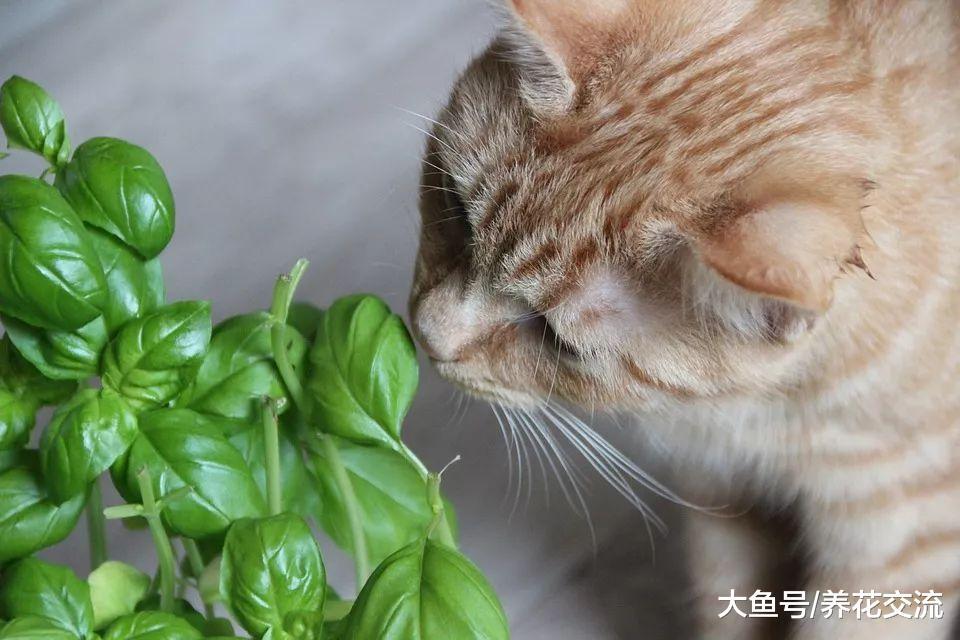 如果你家里的猫经常破坏盆栽植物, 可以用这几种方法防治