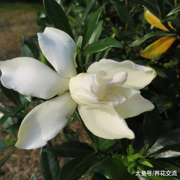 栀子花叶子和花朵变黄的原因, 盆栽养护常年开花的技巧