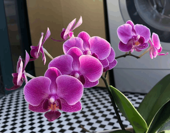 蝴蝶兰浇错水, 花不但不开, 还哗哗往下掉!