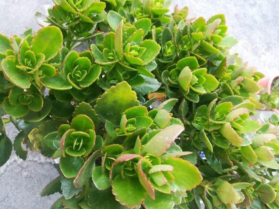 长寿花施肥有技巧, 一把鸡蛋壳, 叶子肥厚又茂盛!