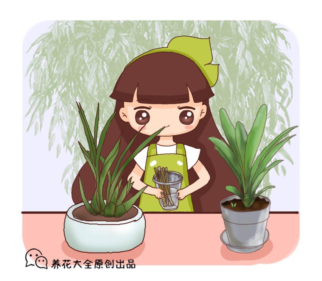 这些小东西沾上水, 秒变大补药, 花喝了蹭蹭冒新芽!