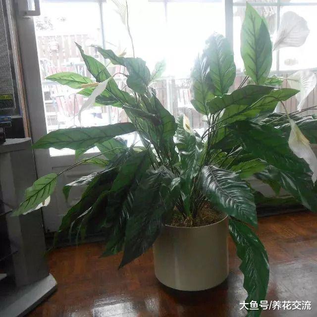 白掌盆栽养在室内注意这几点就能常年开花, 不用担心叶黄