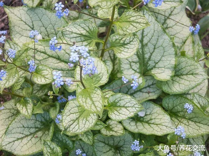 北方的朋友种上这些耐寒植物, 整个冬天院子都不会缺乏色彩