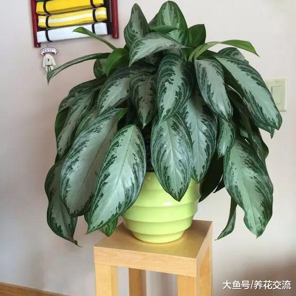 在阴暗的室内越能茁壮生长的10种花卉, 你家里养了哪几盆
