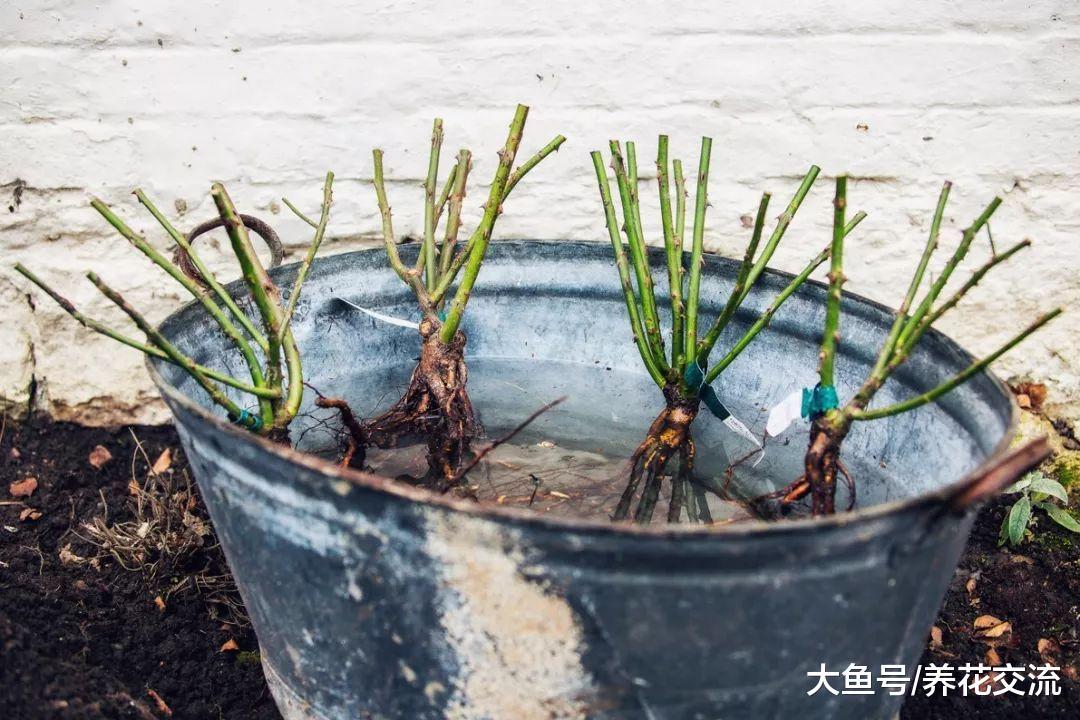 买来的裸根月季花我用这种方法栽种, 几周后恢复得特别好