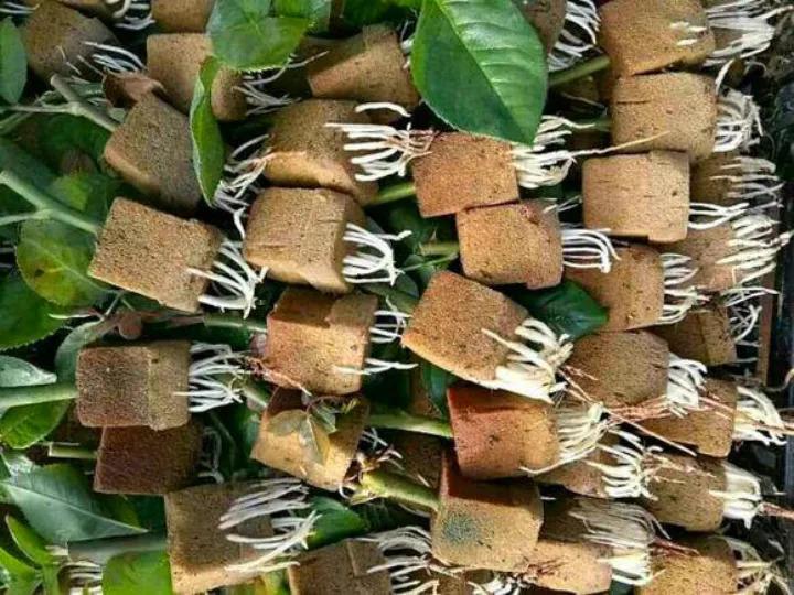 现在扦插用这招, 一块海绵就搞定, 啥土都不用!