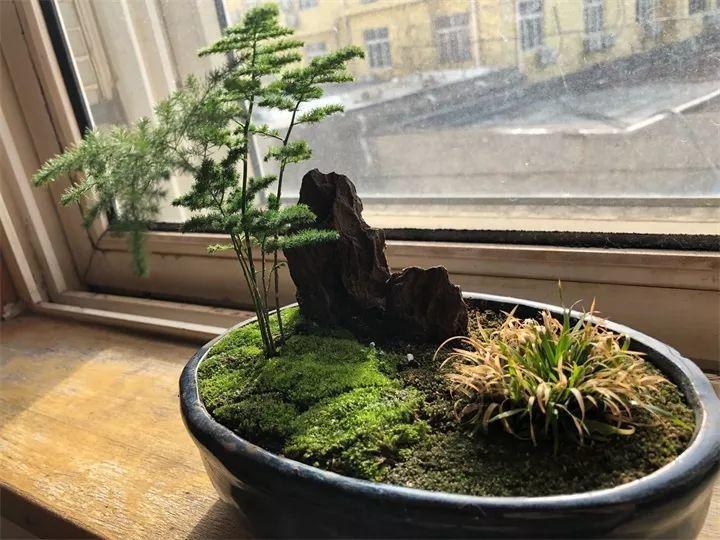 家里的大门朝哪, 就要养什么花, 别说你不知道!