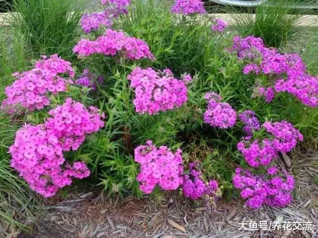 这13种植物特别适合作为院子的覆盖花卉, 花朵开得都很灿烂