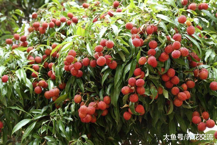 夏季用吃剩的荔枝果核养成室内清新靓丽的盆栽, 直接丢土里就行了