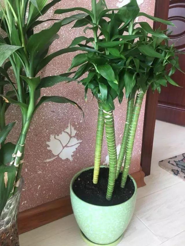 富贵竹插在沙土里, 杆子粗的像小树, 天冷照样冒绿叶!
