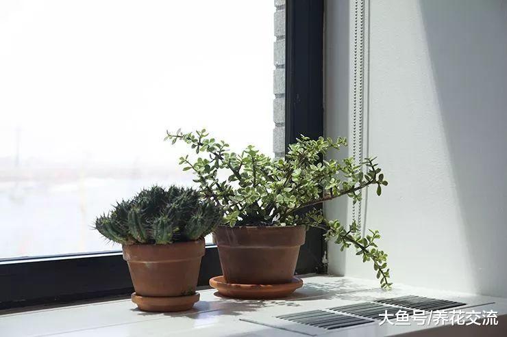 朋友买来的几十盆多肉植物, 过了夏季只剩下空盆, 这是什么状况