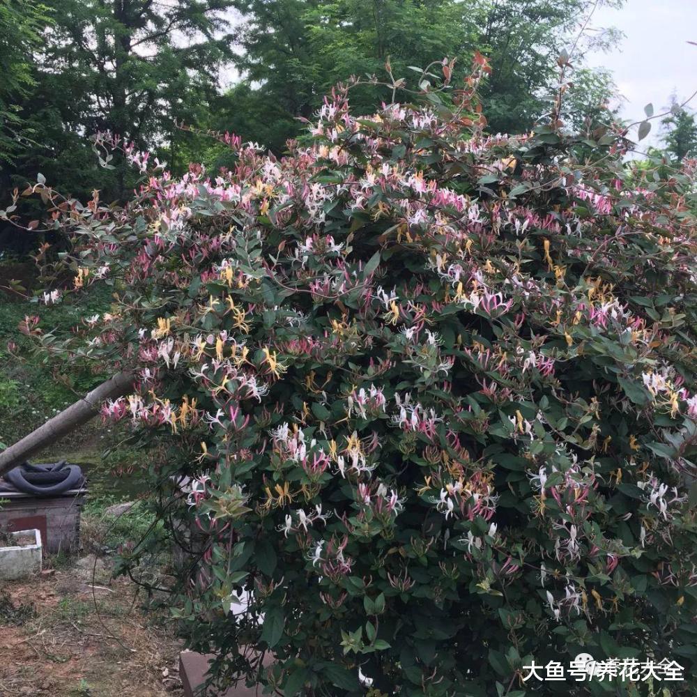养了18年的金银花, 还能花开不断, 看看他到底是怎么养的吧!