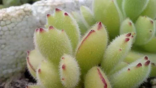 最近特别流行的“丝绒感”, 其实植物界也有不少这样的植物!