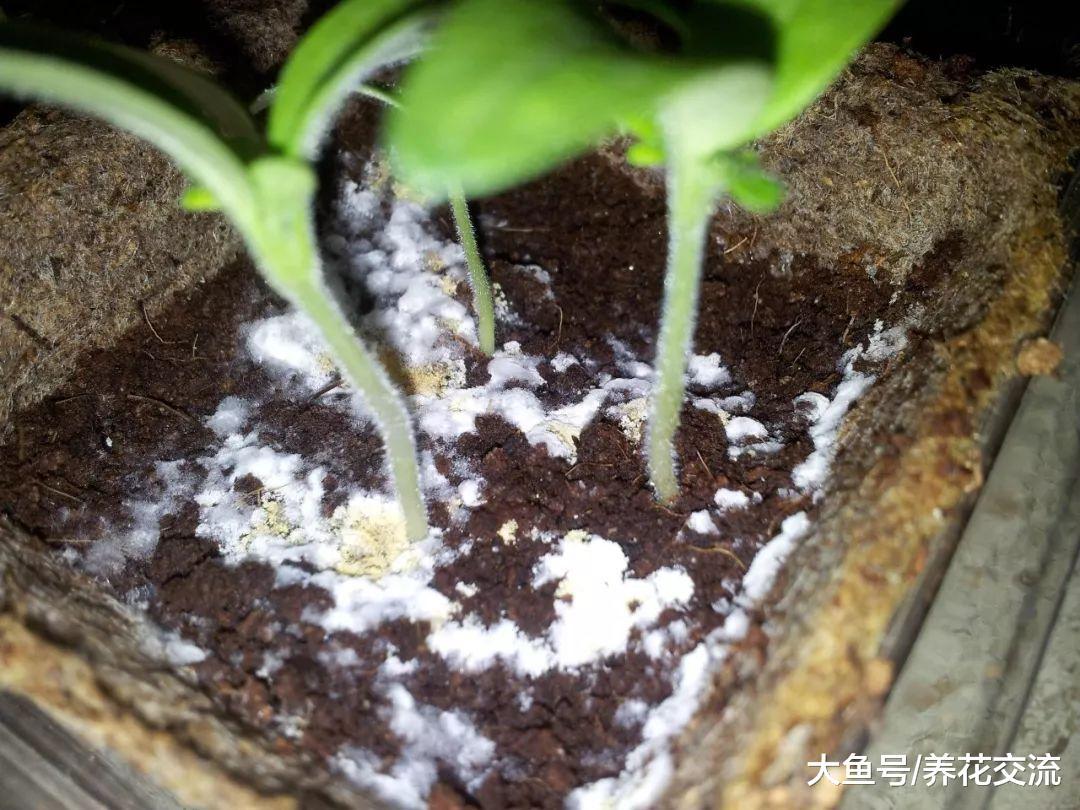 土面上老是长白毛, 盆栽植物防治土壤长霉菌的几种秘诀