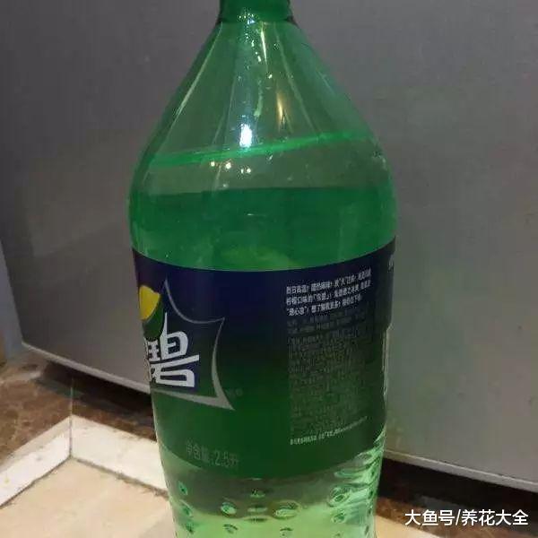 这花一根枝就活, 浇水就疯长, 叶绿花大香气四溢!