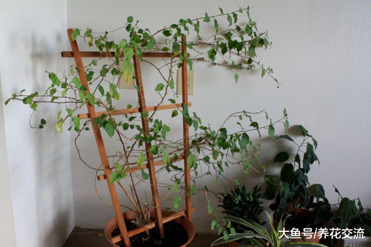 三角梅换盆之后枝叶不断干枯低垂, 用这些方法才能拯救