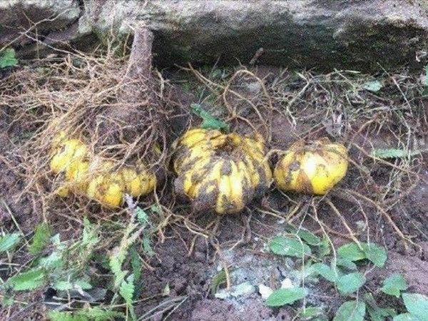 农村老汉山上挖出黄色“大蒜”。经专家鉴定, 老汉乐开了花。