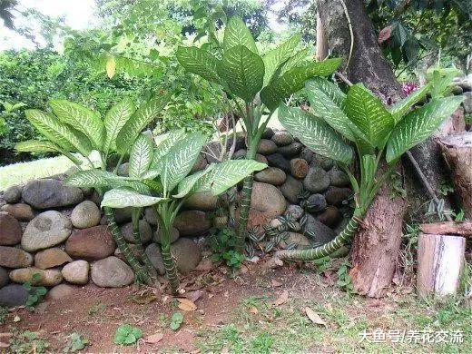 这11种有毒植物一定不要放在家里, 否则会影响人们的健康