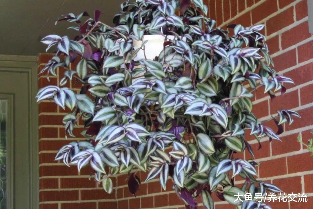 室内养一些悬挂的吊盆植物注意这几个事项, 吊兰绿萝轻松养满盆