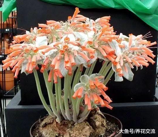 叶子是银白色绒毛的断崖女王, 还能开出橘红色的精致花朵