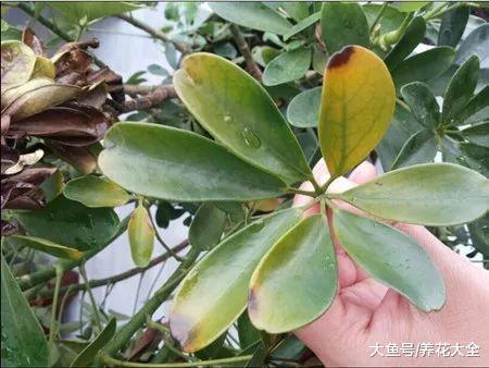 叶子发黄一定是缺了它! 教你几招, 叶子绿的发光!