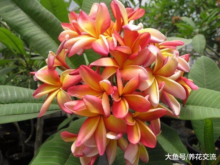 鸡蛋花从种子养成开花的大盆栽, 掌握这几个技巧就可以了