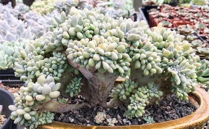 呆萌多肉, 被他养到缀化, 枝叶长得像把大扇子!