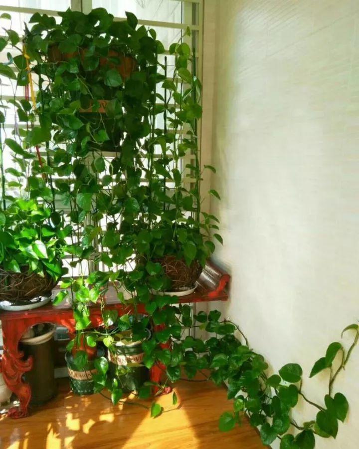 1瓢水1根绳, 绿萝养成电视墙, 亲朋好友谁见谁夸!