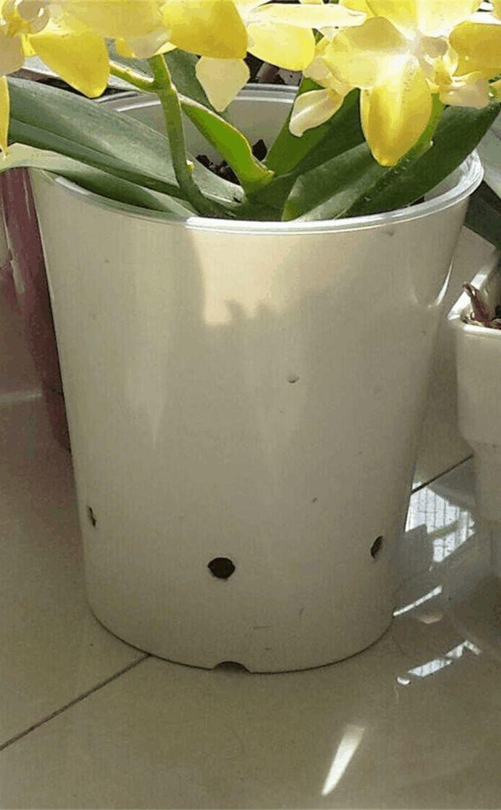 蝴蝶兰开完花就扔? 教你这么养, 年年冬天都能开!