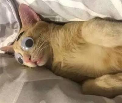 橘猫眼睛太小被嫌弃, 主人帮它装了一双大眼睛, 这画风太辣眼睛!