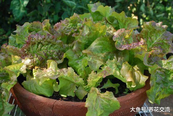 适合初学者栽培的几种蔬菜, 作为盆栽养窗台上也能生长旺盛