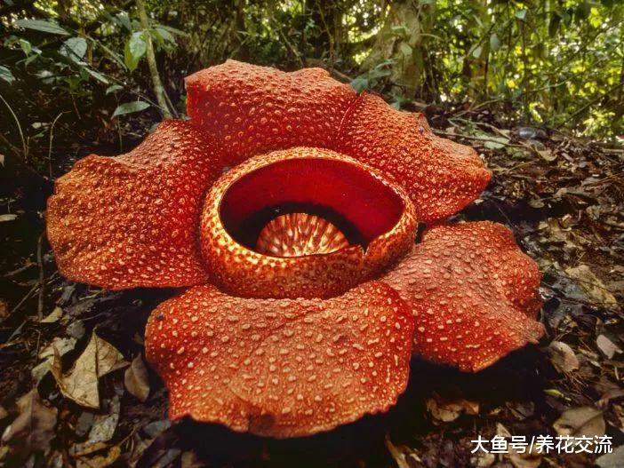 十种很不寻常的花卉, 在花市里只能找到一两种