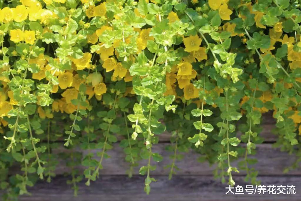 6种生长非常迅速的常绿植物, 在各种环境下都能生长旺盛