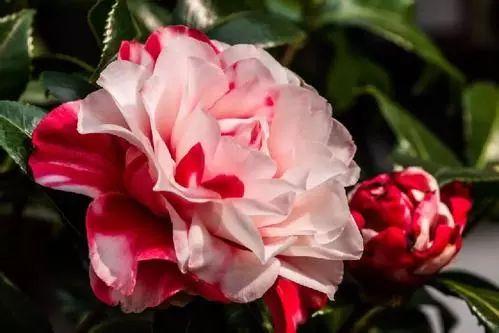 好养到哭泣的山茶花, 还有人养不好吗? 赶紧查看最全攻略!