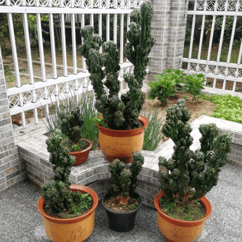 远看像假山, 这个仙人掌, 一株可以养出好几盆!