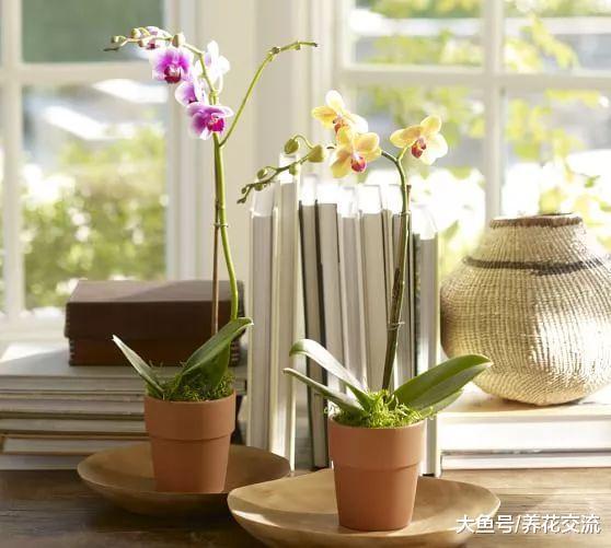 8种适合养在室内的开花植物, 养办公室的桌面上也能开花