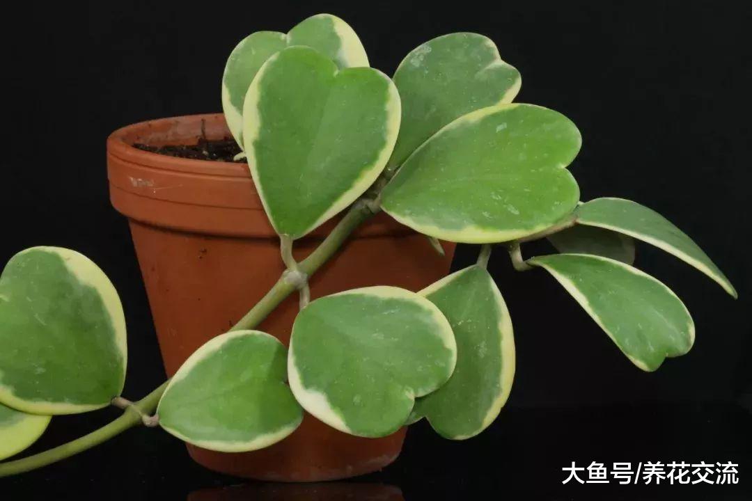 像一个个小心脏的心叶球兰, 叶片插土壤中就能活