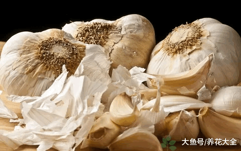 厨房里的太多东西能养花, 关键看你会不会用!