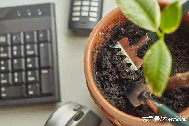办公室桌面上的植物应该如何照顾, 为什么你总把它养死?
