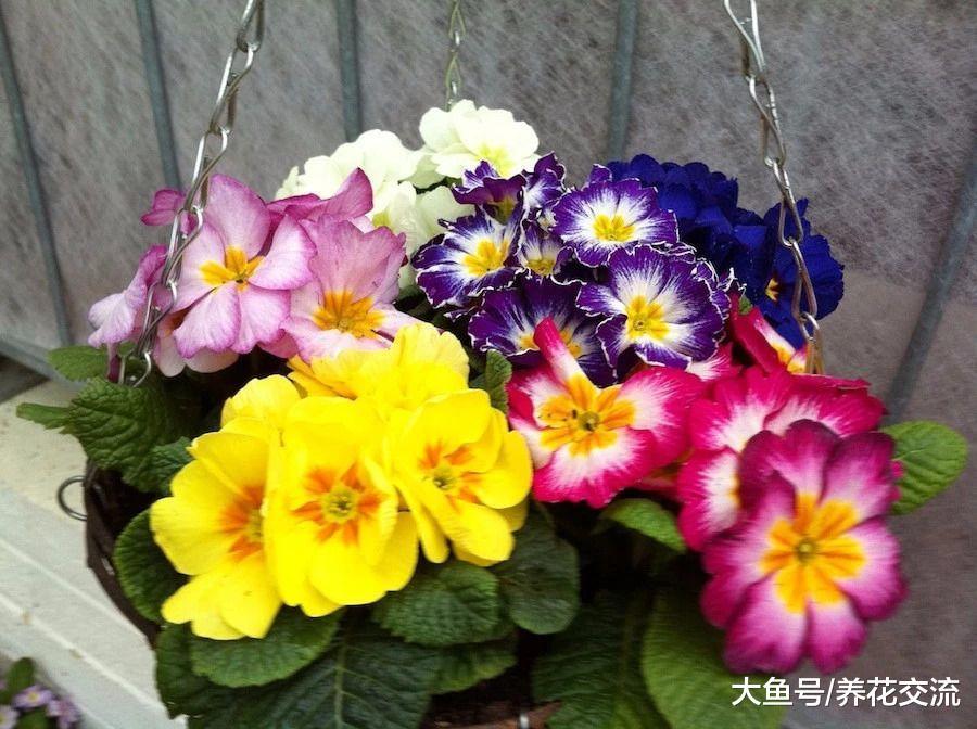 适合种在树荫下的报春花, 为啥养了几年不开花?
