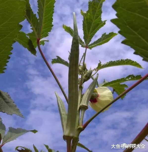 秋葵不用买, 自己在家种一盆, 多到吃不完!