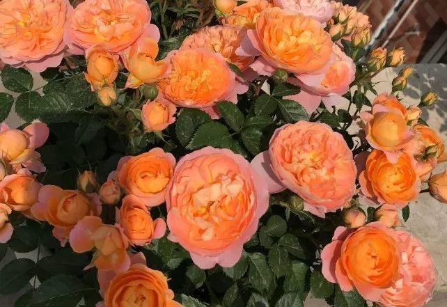 给花套个盆, 花开得比拳头大, 高温也能蹭蹭长!