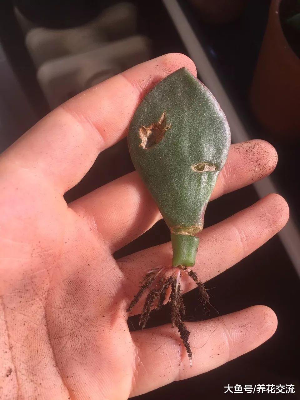 玉树也能不断开出满枝的白色花朵, 扦插繁殖新手也能掌握