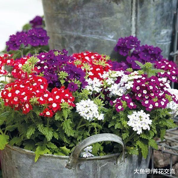 美女樱撒点种子到土壤中, 几周后长满一大盆迷人的小花
