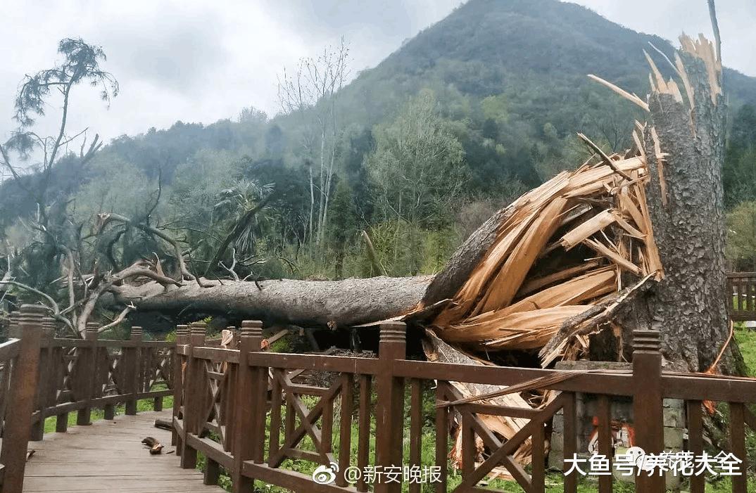 450岁的“夫妻”树, 一夜之间被刮散, 再也没有眼福了!