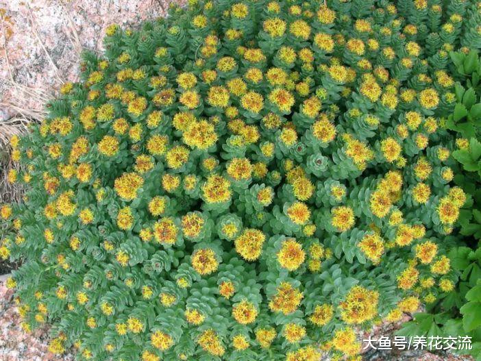 新手也能轻松养开花的红景天, 没想到对人类还有这9种益处