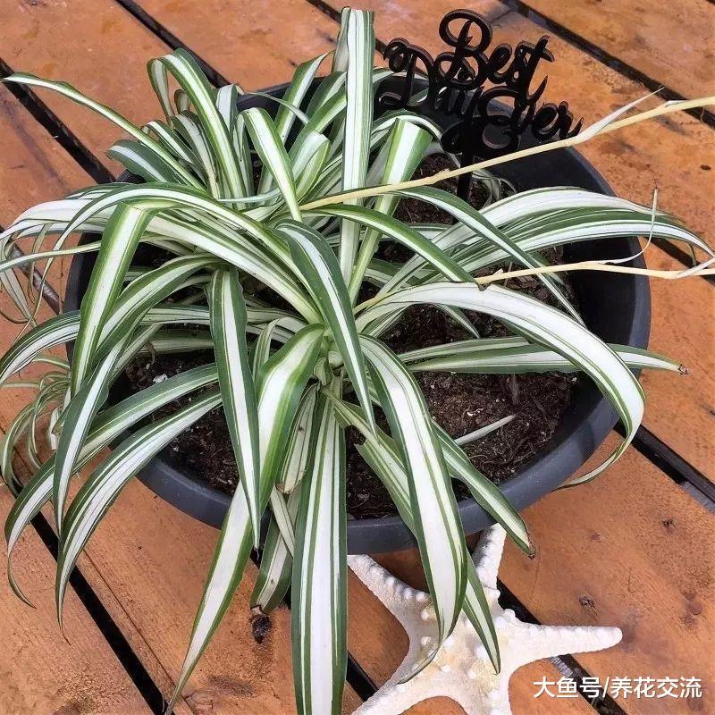 植物定期喷雾状水才能保持叶面洁净, 学会浸盆可以拯救很多植物