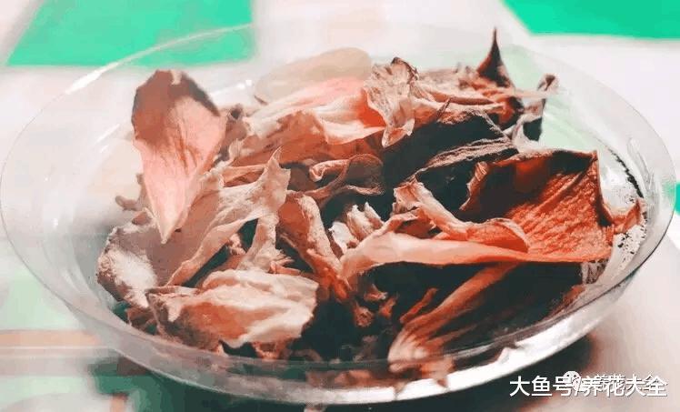 多肉叶子干成皮? 恭喜你, 养成多肉老桩啦!