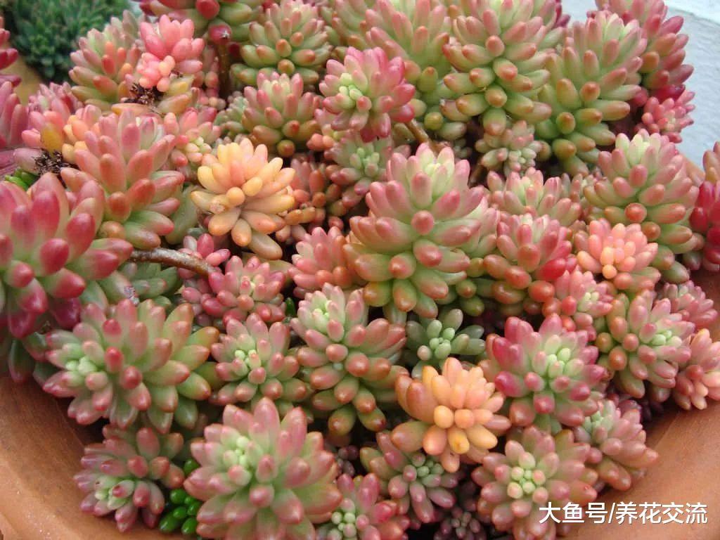 叶片长得像糖果一般的虹之玉, 在秋冬季节还能变色