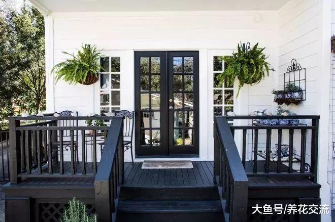 可以悬挂在卧室里养成吊盆的波斯顿蕨, 净化空气特别好